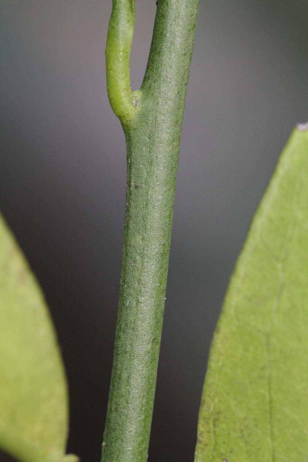               First year twig (Riverside, CA)       